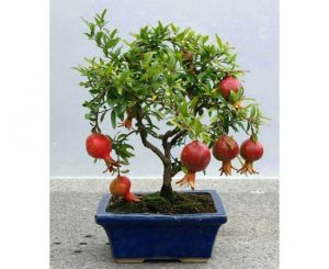 chollo-bonsai-3