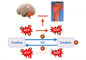 Monohidrato de creatina ATP