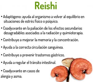 chollo reishi 5